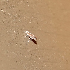 Cremastobombycia solidaginis