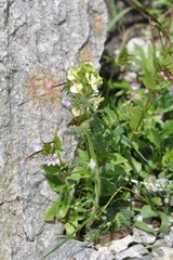 Pedicularis tuberosa