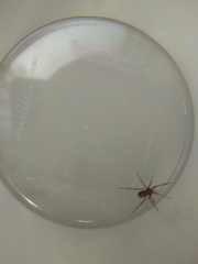 Steatoda