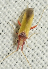 Nasocoris