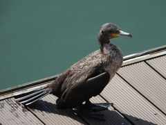 Phalacrocorax carbo