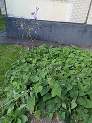 Cicerbita macrophylla