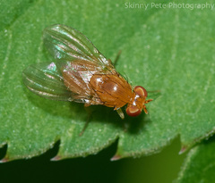 Neogriphoneura