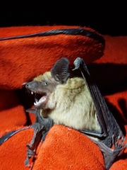 Nyctalus noctula