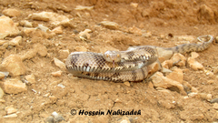 Telescopus tessellatus