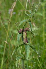 Gymnetron terminassianae