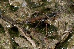 Xorides depressus