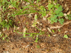 Osmorhiza depauperata