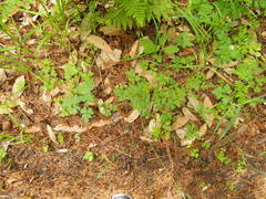 Osmorhiza depauperata