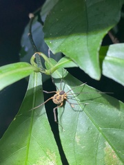 Eucynortula albipunctata