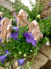 Platycodon grandiflorus