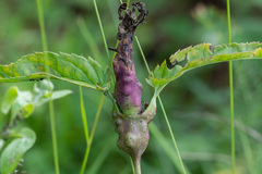 Gymnetron terminassianae