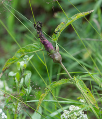 Gymnetron terminassianae