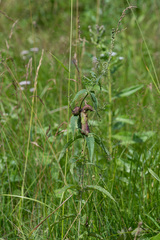 Gymnetron terminassianae