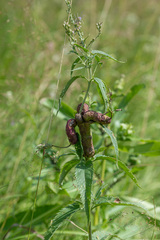 Gymnetron terminassianae