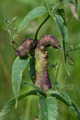 Gymnetron terminassianae