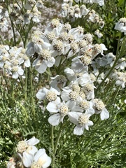 Achillea atrata
