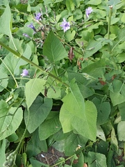 Cicerbita macrophylla