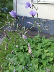 Cicerbita macrophylla