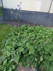 Cicerbita macrophylla