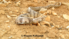 Telescopus tessellatus