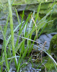 Lilaeopsis occidentalis