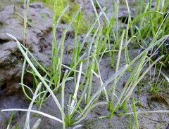 Lilaeopsis occidentalis