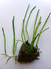 Lilaeopsis occidentalis