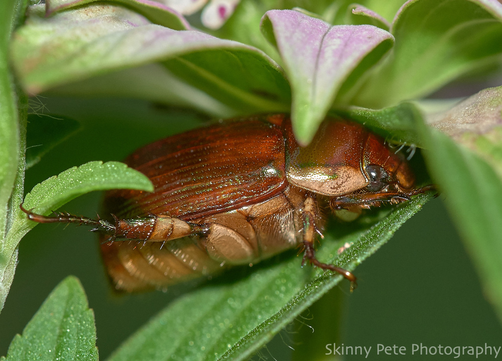 margined-shining-leaf-chafer-from-volusia-county-fl-usa-on-july-18