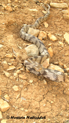 Telescopus tessellatus