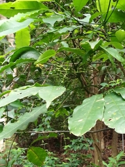 Melicope pteleifolia
