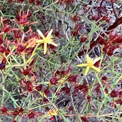 Hypericum triquetrifolium