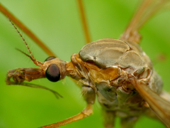Tipula fulvipennis