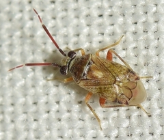 Eurystylus bellevoyei