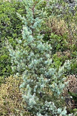 Juniperus macrocarpa
