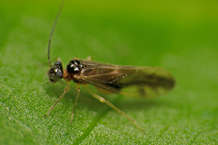 Caecilius fuscopterus