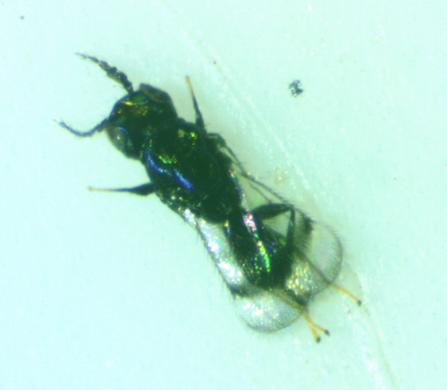 Closterocerus trifasciatus