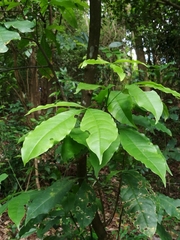 Melicope pteleifolia