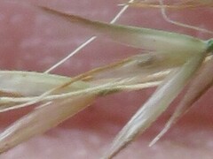 Agrostis venusta
