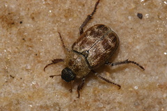 Hoplia trifasciata