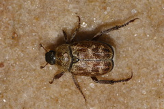 Hoplia trifasciata