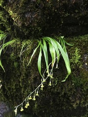 Anticlea occidentalis