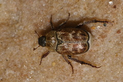Hoplia trifasciata