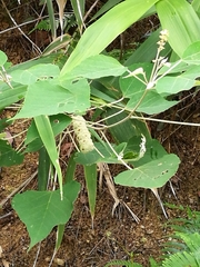Mallotus apelta
