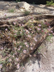 Monardella australis