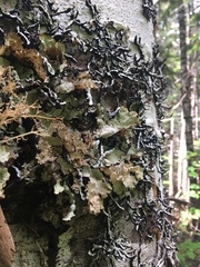 Platismatia norvegica