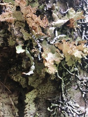 Platismatia norvegica