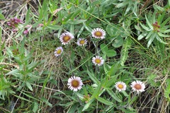 Erigeron alpinus