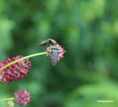 Prosternon tessellatum