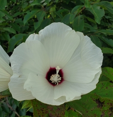 Hibiscus lasiocarpos